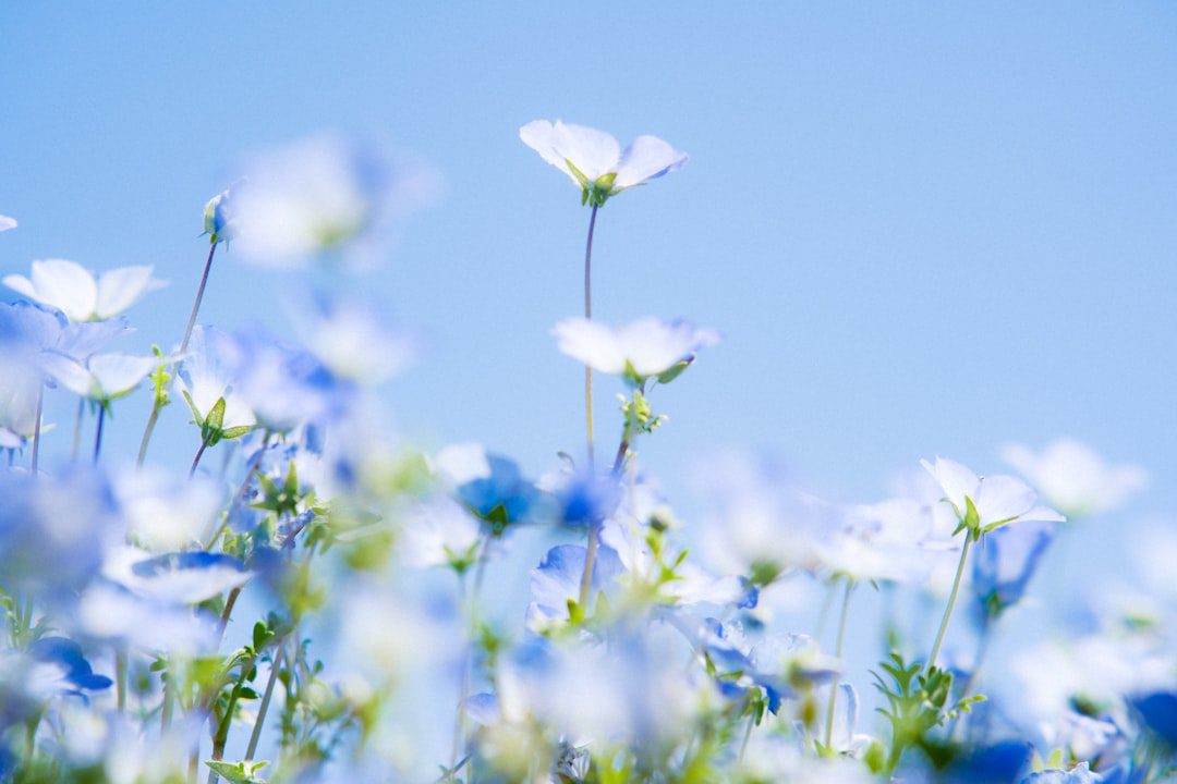 Photo Hitachi Seaside Park
